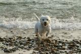 MC65 Animals In Action; It's gonna get me! - Victoria Bampton