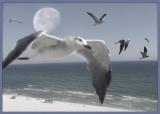 MC70 Cut and Paste: Seagulls by Mark-B