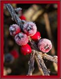 1st: Winter Berries by Roger Wilmot