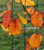 Leaves on the net by Rudi