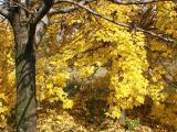 Yellow Leaves<br>by Plamen Antonov