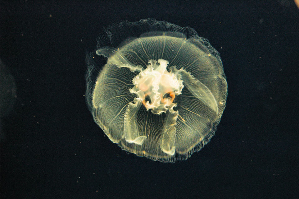 Jellyfish in the Monterey Bay Aquarium
