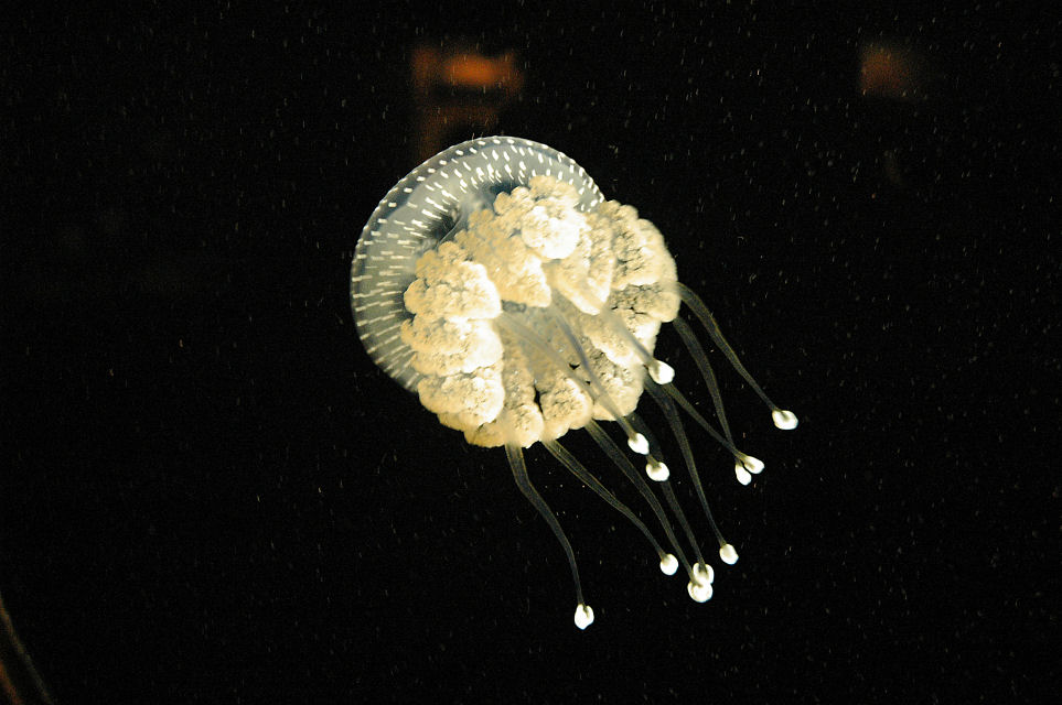 Jellyfish in the Monterey Bay Aquarium