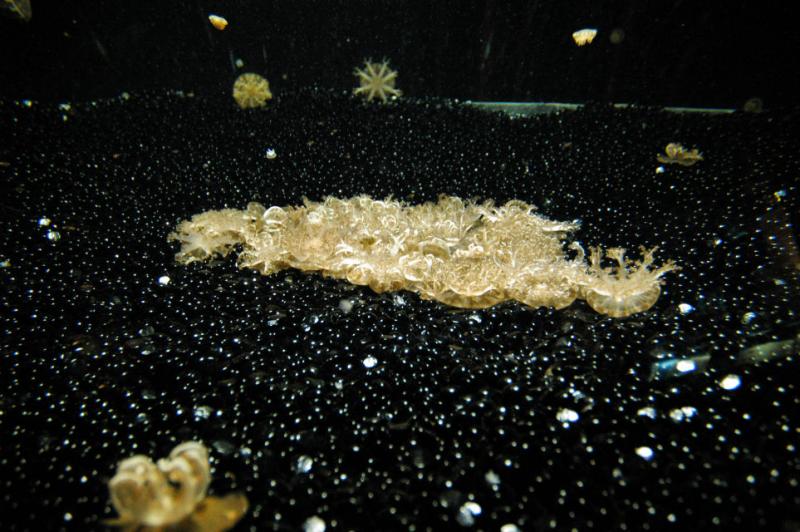 Jellyfish in the Monterey Bay Aquarium