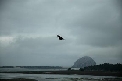 A hawk soars over the estuary by the Elfin Forest.