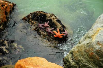 Starfish in Port San Luis