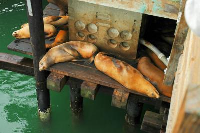 Lazy seals on the pier at Port San Luis