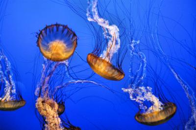 Jellyfish in the Monterey Bay Aquarium