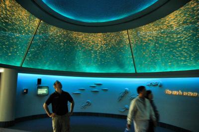Monterey Bay Aquarium display