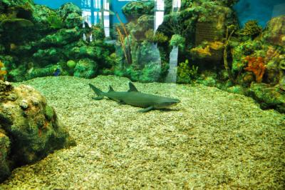 Shark Tank at the Monterey Bay Aquarium