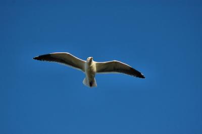 Monterey Seagull