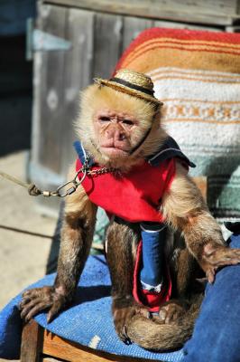 Trained monkey on Fisherman's Wharf, Monterey