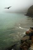 Seagull flies over the rocky coastline at Port San Luis