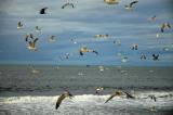 Seagulls at Monterey Bay