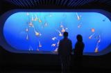 Visitors view the Jellyfish display at the Monterey Bay Aquarium