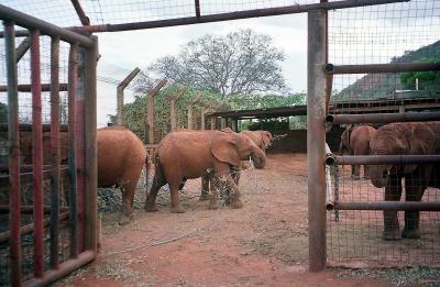 Elephant Orphans at the David Sheldrick Wildlife Trust