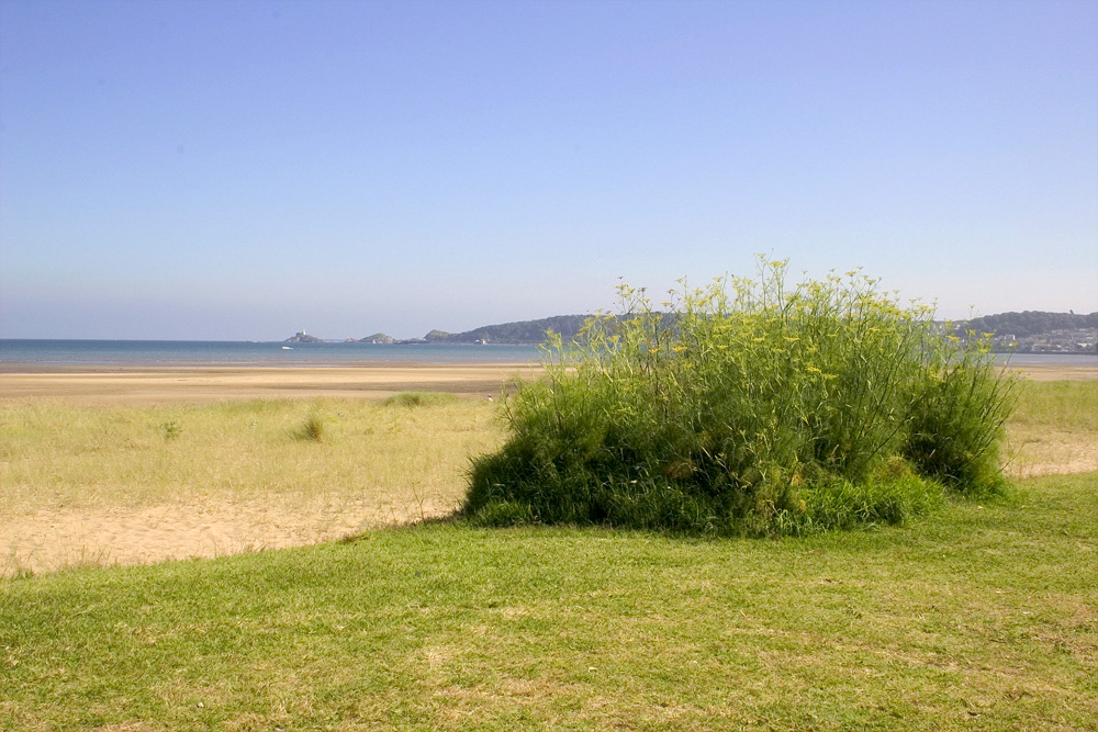 Beachside vegetation