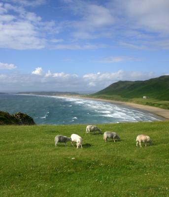 Grazing on the Gower