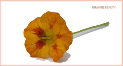 Orange Beauty