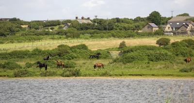 horses by the lake