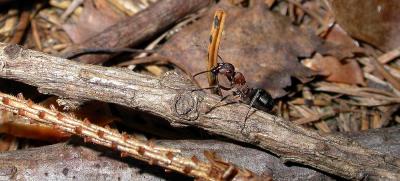 Wood Ant...Formica rubra