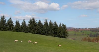 Sheep country