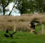 Red Kite and rooks