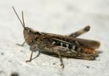 grasshopper 2