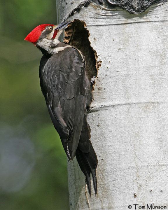 Pileated Woodpecker   (male)