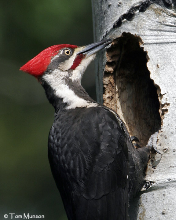 Pileated Woodpecker  (male)