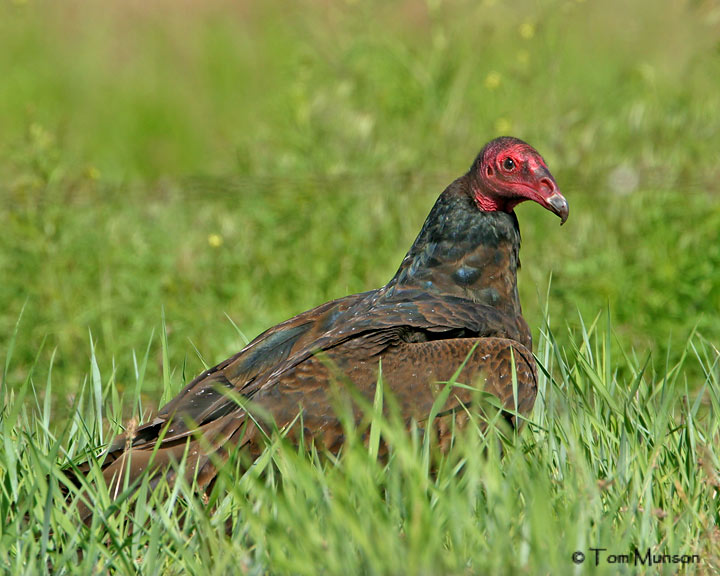 Turkey Vulture