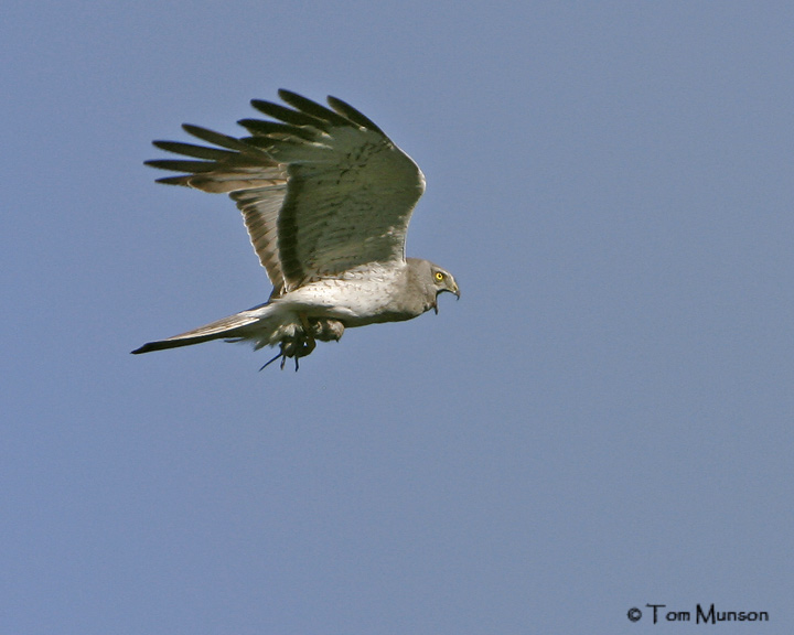 Northern Harrier