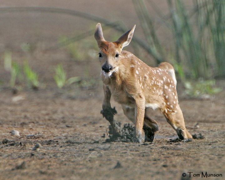White tailed Fawn