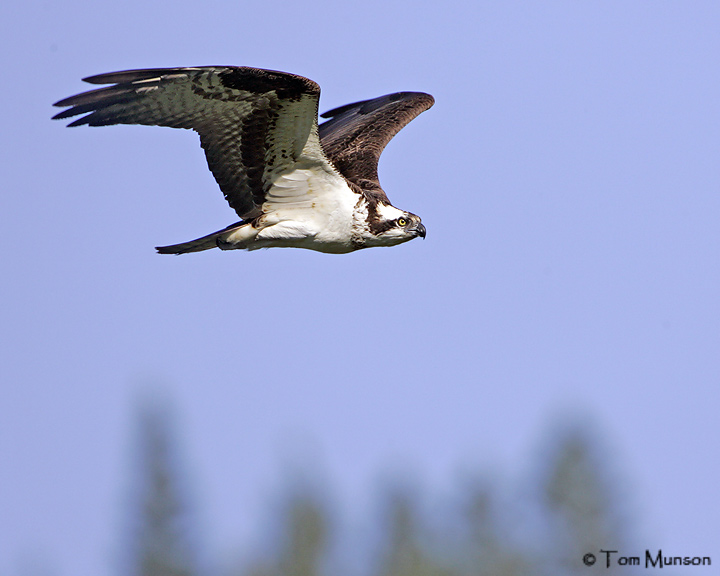 Osprey