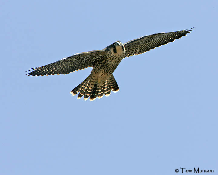 Peregrine Falcon