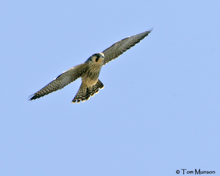 Peregrine Falcon