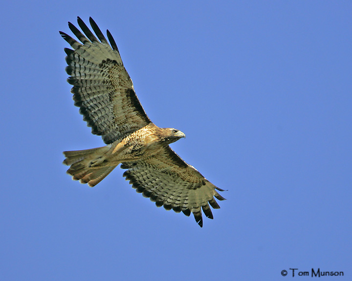 Red-tailed Hawk