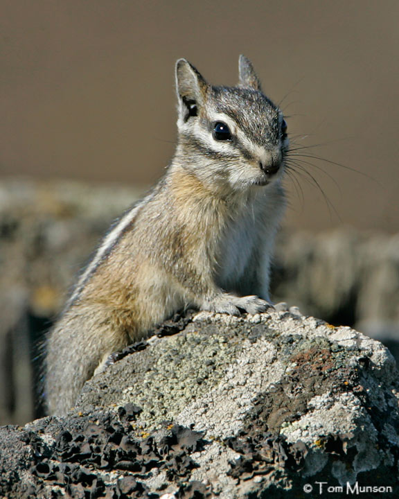  Chipmunk