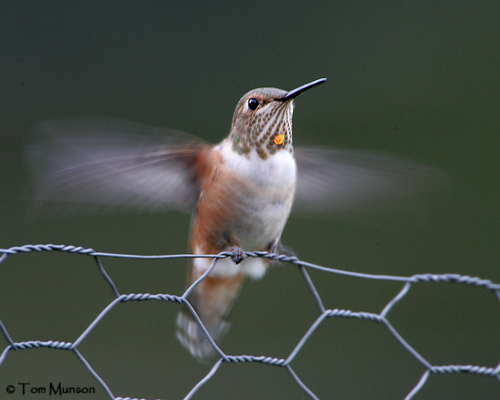 Rufous Hummingbird