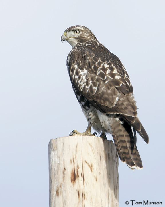 (Harlans juv.) Red-tailed Hawk