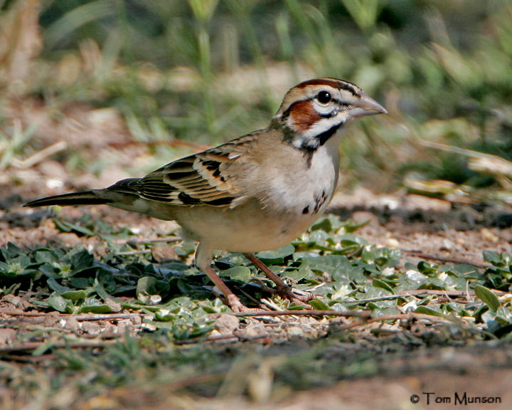 Lark Sparrow
