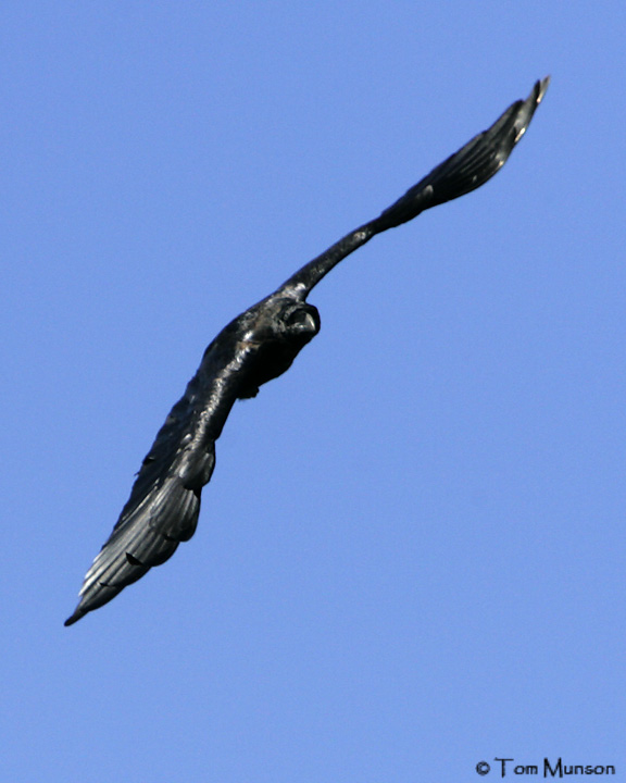 Common Raven