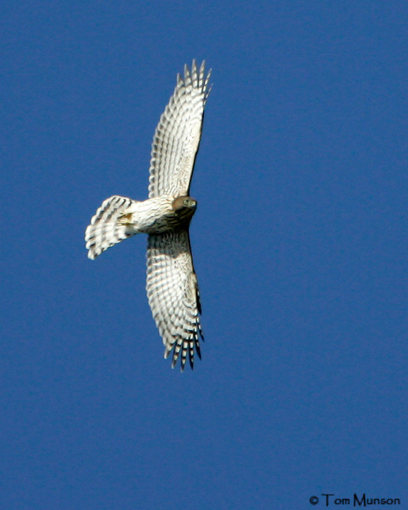 Coopers hawk