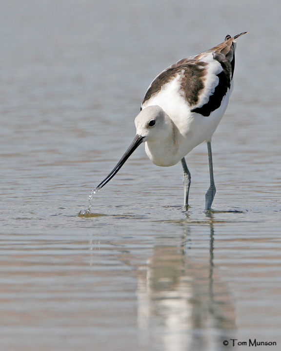 American Avocet