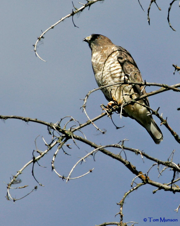 Broad-winged Hawk