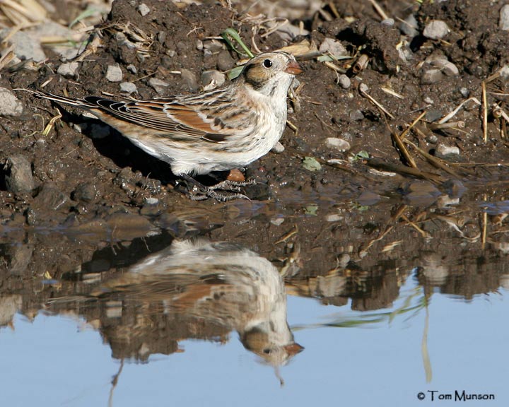 Lapland Longspur