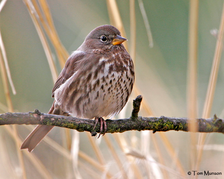 Fox Sparrow