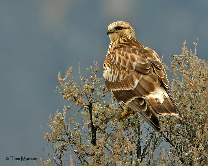 Rough-legged Hawk
