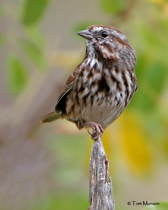 Song Sparrow
