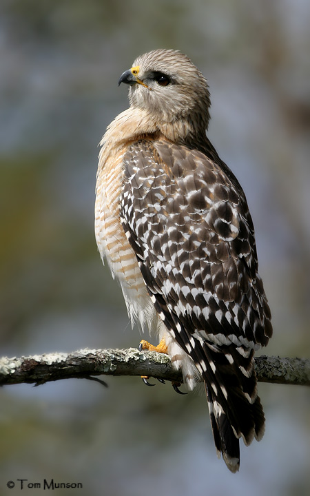 Red-shoulderd Hawk